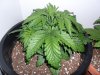 grow 255.jpg