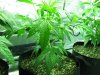Trainwreck 013.jpg Trainwreck 013.jpg