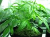 Trainwreck 014.jpg Trainwreck 014.jpg