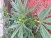 20130904_151101.jpg