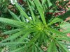 20130905_124932.jpg