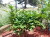 20130905_125116.jpg