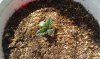 Master kush seedling 9-5.jpg