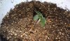 Master Kush seedling 2.jpg
