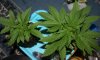 G13 x Top Shot.jpg G13 x Top Shot.jpg