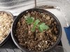 DSCF5029-medium.JPG
