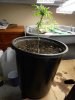 clones and Blakes salmon 004.jpg clones and Blakes salmon 004.jpg