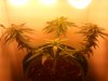 First grow 2.jpg First grow 2.jpg