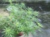 IMG_20130906_082924_0.jpg