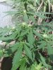 IMG_20130906_082622_0.jpg