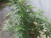 IMG_20130906_082851_0.jpg