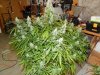 DSCN0459.jpg