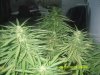 cherry bomb outdoors 9_7_13 006.jpg cherry bomb outdoors 9_7_13 006.jpg