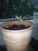 plant1.jpg