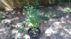 sour d outside full view.jpg