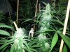 20130908_190056.jpg 20130908_190056.jpg