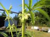 male plant 001.jpg male plant 001.jpg