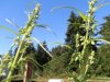 male plant 002.jpg male plant 002.jpg
