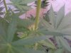 week3flower(6).jpg week3flower(6).jpg