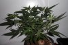 plant...jpg