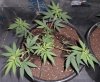 plant 1.jpg