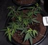 plant 2.jpg