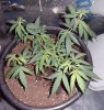plant 3.jpg