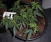plant 4.jpg