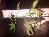 IMG-20130910-00143.jpg