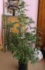 DSCF5547.jpg