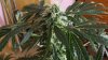 DSCF5555.jpg