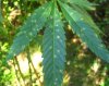 Leaf Green.jpg