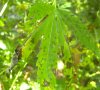 Leaf Yellow 2.jpg