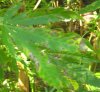 Leaf Yellow.jpg Leaf Yellow.jpg