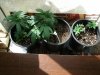 Maui Waui in LST.jpg