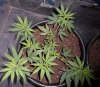 plant 1 - Copy.jpg