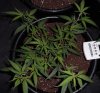 plant2 - Copy.jpg