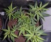 plant 4 - Copy.jpg