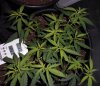 plant3 - Copy.jpg