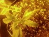 YellowSpots3.jpg