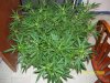 Green$ 001.jpg