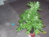 Green$ 003.jpg