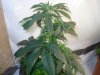 DSC06534.jpg