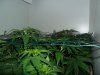 grow 293.jpg