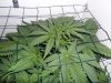 grow 290.jpg