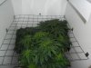 grow 289.jpg