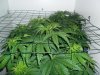 grow 288.jpg