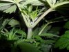 grow 291.jpg