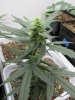 Green Goji OG.jpg