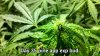 day 35 bud pineapple express.jpg